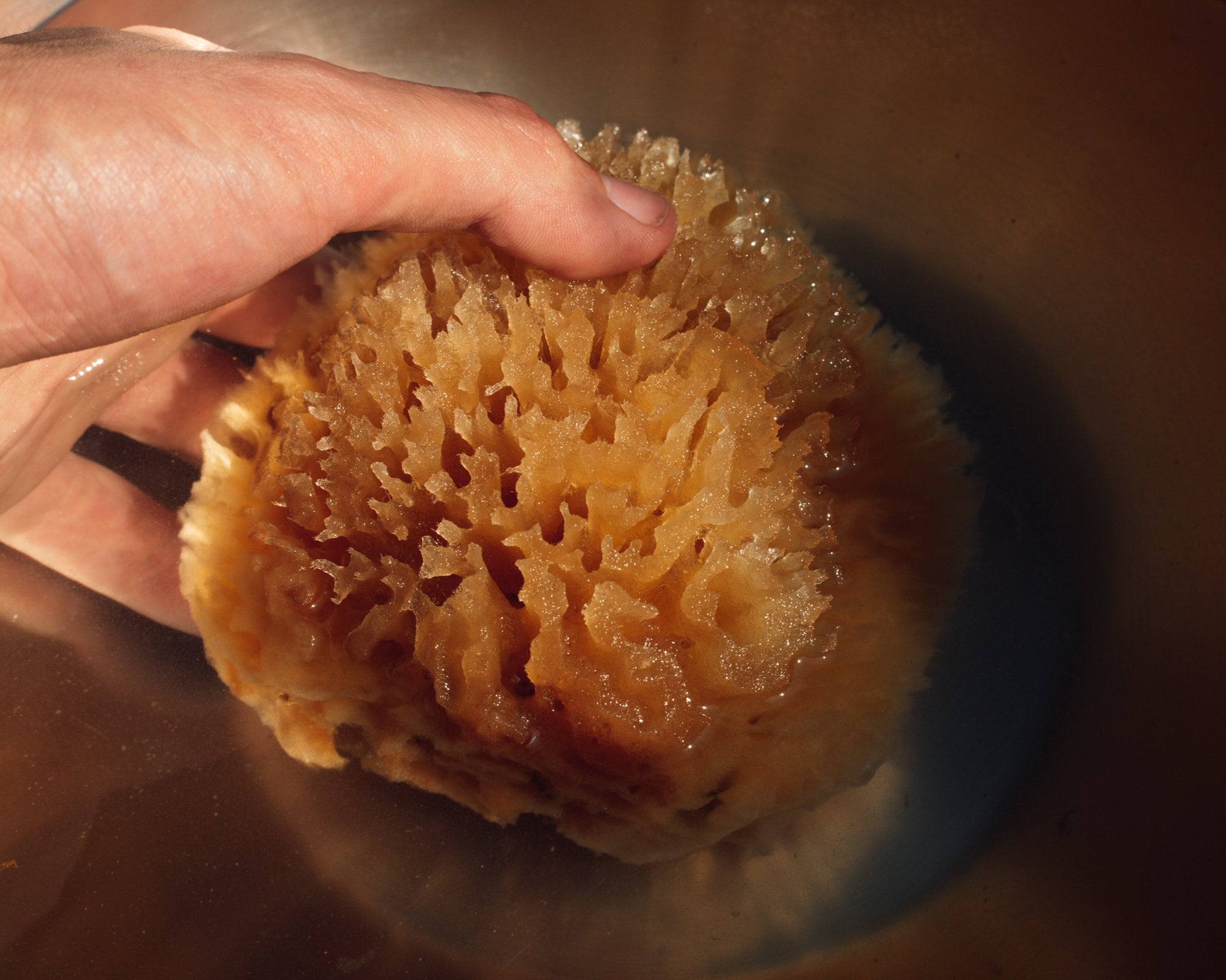 Firsthand Supply Sea Wool Sponge